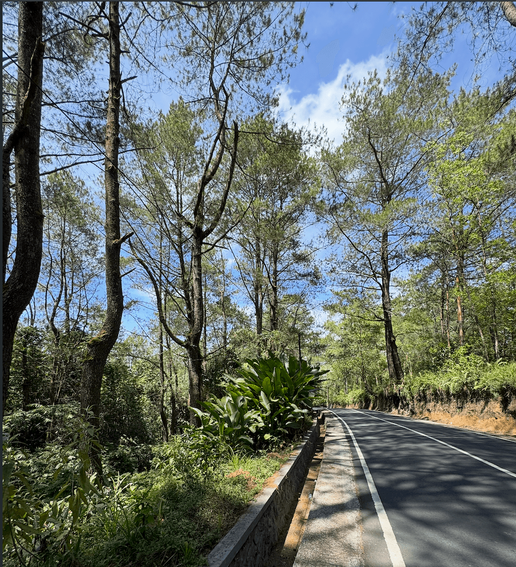 Natural Forest